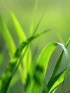 Green 1( center.uiwap.com)