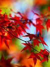 Nature 4( center.uiwap.com)