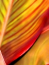 Nature 5( center.uiwap.com)
