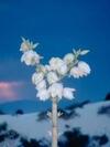 Winter Flower( center.uiwap.com)